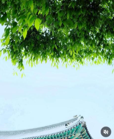 기와 나뭇잎.jpg 이미지