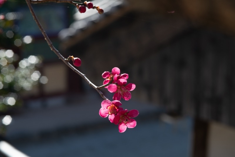 홍매화.jpg 이미지