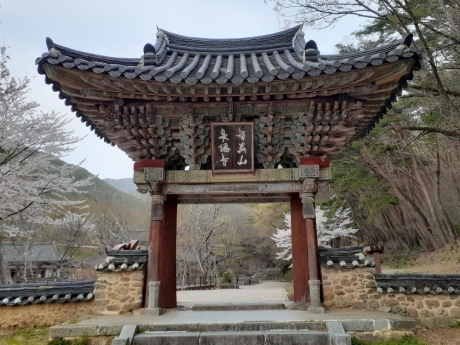 일주문과 벚꽃 크게_0.jpg 이미지